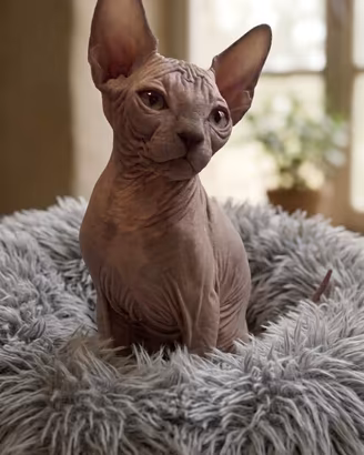 Sphynx Cucciolo