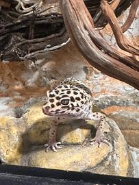 Geco leopardino più terrario