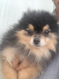 Pomerania black and tan