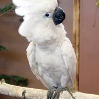 Cacatua alba, ecletti ecc