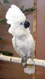 Cacatua alba, ecletti ecc