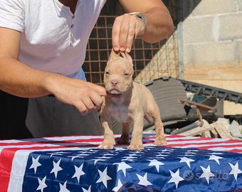 Pitbull UKC M