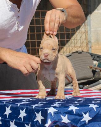 Pitbull UKC M