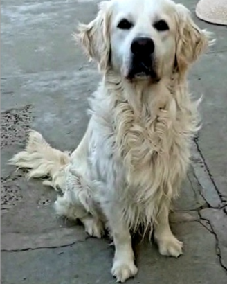 Golden Retriever
