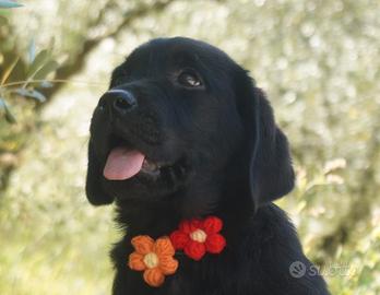 Cucciolo Labrador Retriever