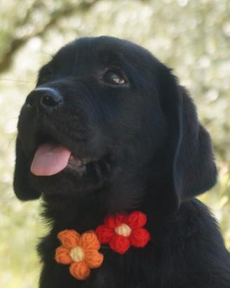 Cucciolo Labrador Retriever