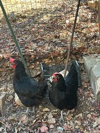 Galline Ornamentali