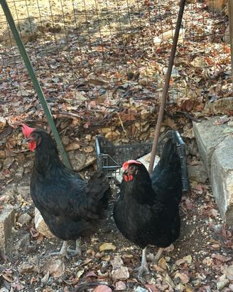Galline Ornamentali
