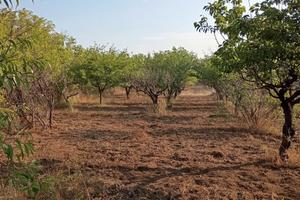 Terreno agricolo vicino aree centrali