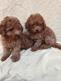 Brian e Brenda barboncini red 
