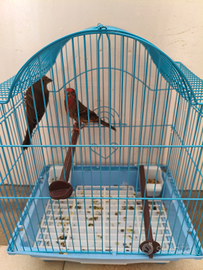 Coppia Carpodaco Messicano