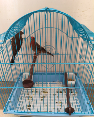 Coppia Carpodaco Messicano