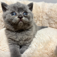 British shorthair