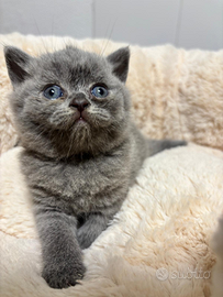 British shorthair