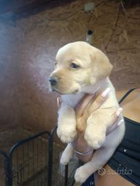 Labrador Cuccioli