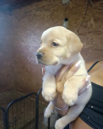 Labrador Cuccioli