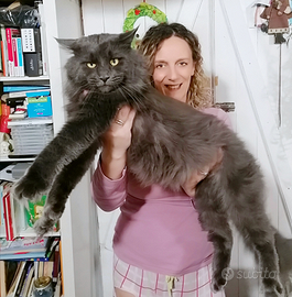 Maine Coon blu per monta