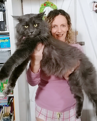 Maine Coon blu per monta