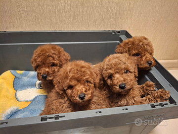 Femmine di barboncino toy