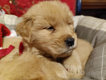Golden retriever cuccioli