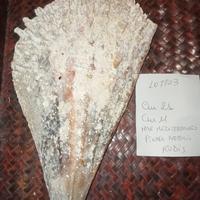conchiglia gigante pinna nobilis rudis 