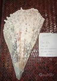conchiglia gigante pinna nobilis rudis 