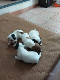 Cuccioli di Jack Russel (maschi)