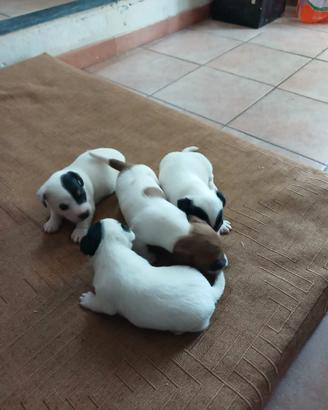 Cuccioli di Jack Russel (maschi)