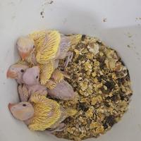 Pulli parrocchetti dal collare lutino