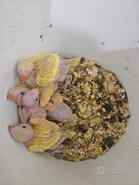 Pulli parrocchetti dal collare lutino