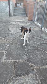 Gattini belli e bravi