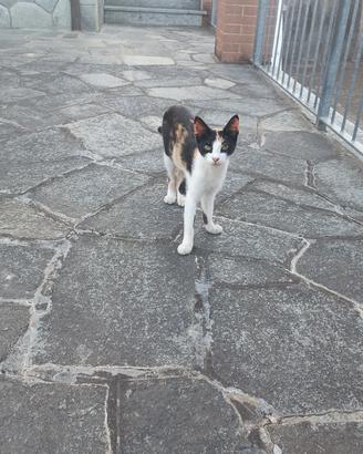 Gattini belli e bravi