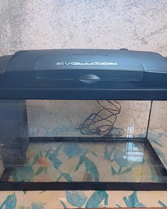 acquario 