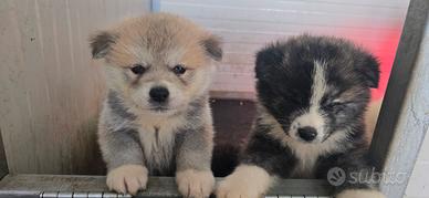 Cuccioli Akita Inu maschi e femmine