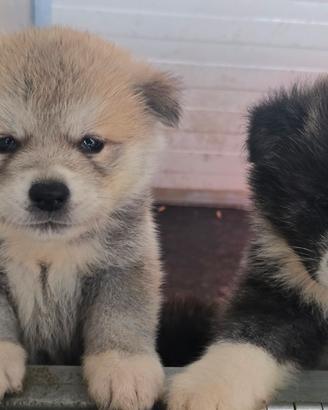 Cuccioli Akita Inu maschi e femmine