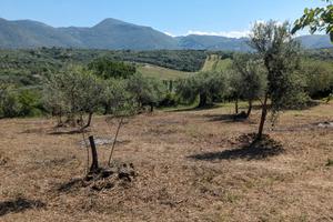 Terreno località "Patrascia"