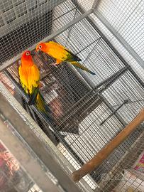 Coppia di conuri del sole con sessaggi