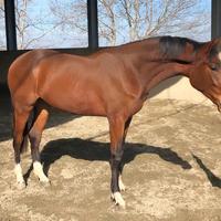 ?Cavallo italiano 3 anni ?