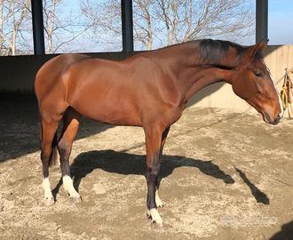 ?Cavallo italiano 3 anni ?