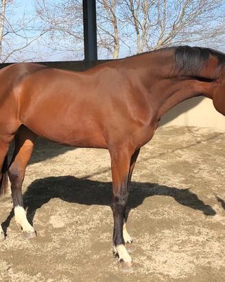 ?Cavallo italiano 3 anni ?