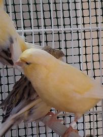 Canarini Gloster consort maschi