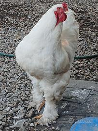 Galli e galline brahma giganti