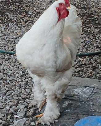 Galli e galline brahma giganti