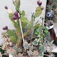 Piante opuntie