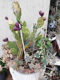 Piante opuntie