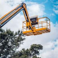 Abbattimento potatur albero altofusto con cestello