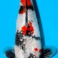 CARPE KOI Gin Rin Showa