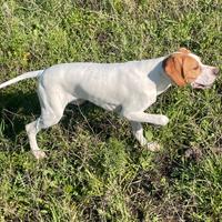 Cane da caccia