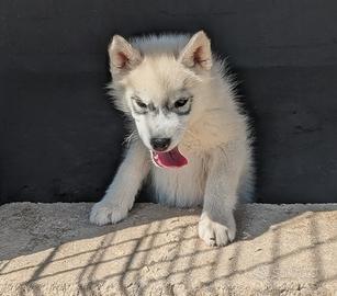 Cuccioli di siberian husky