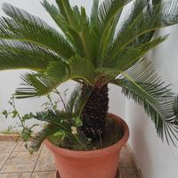 Cycas piante da giardino